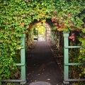 Branches virginia creeper ramble on archway