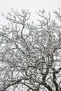 Branches of walnut tree in winter covered with snow Royalty Free Stock Photo