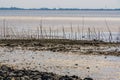 Branches in the water and sand, Old fishing technique, the weather fishery of Bergse diepsluis, Oosterschelde, Oesterdam, Tholen,