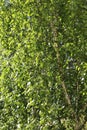 Branches of weeping birch with fresh green foliage