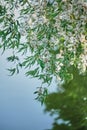 Branches of weeping willow against the background of the lake on a summer sunny day close -up Royalty Free Stock Photo