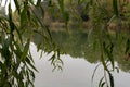 Branches of a weeping willow over the lake with wood reflecting on the surface Royalty Free Stock Photo