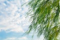 Branches of weeping willow tree falling down in park on blue sky Royalty Free Stock Photo