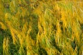 Branches of weeping willow tree falling down in park