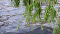 Branches of a weeping willow in weak wind