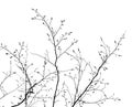 Branches on white background