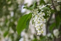 Branches of a white blooming bird cherry tree with green leaves, white flowers and buds on blurred spring Royalty Free Stock Photo