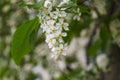 Branches of a white blooming bird cherry tree with green leaves, white flowers and buds on blurred spring Royalty Free Stock Photo