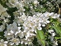 Branches of a white blossoming apple tree on a bright spring day. Royalty Free Stock Photo