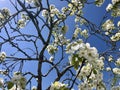 Blooming garden at sunny day