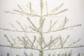 Branches of white christmas tree