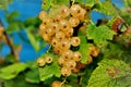 Branches of white currant with bunches of ripe berries in the garden