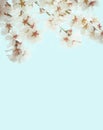 branches with white delicate spring flowers of fruit tree. almond flowering. Delicate artistic photo. Royalty Free Stock Photo