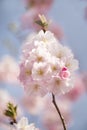 Branches with white delicate spring flowers of fruit tree. Cherry sakura flowering. Delicate artistic photo. Royalty Free Stock Photo