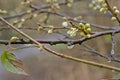 Branches with flower buds and raindrops of a blackthorn Royalty Free Stock Photo