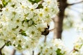 Branches of a white flowering cherry against the blue sky. Bumblebee on flower. Royalty Free Stock Photo