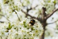 Branches of a white flowering cherry against the blue sky. Bumblebee on flower. Royalty Free Stock Photo