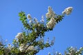 Branches of a white flowering tree