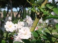 Tree of white roses to Rome in Italy.