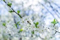 Branches of white flowers cherry blossoms in the garden on a sun