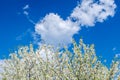 Branches of white flowers cherry blossoms over the blue sky