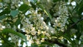 Branches with white flowers waving in the sun rays