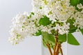 Branches of white lilacs are collected in a lush bouquet in a glass vase