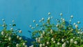 Branches of white petals of Pearly everlasting flower blossom on greenery leaves, blue color concrete wall background Royalty Free Stock Photo