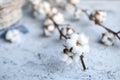 Branches of white soft cotton flowers. Plant lying on a painted wooden table