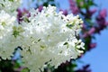 Branches of white and violet lilac Royalty Free Stock Photo