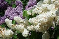 Branches of white and violet lilac flowers Royalty Free Stock Photo