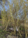 Babylon willow or weeping willow tree with light green pendulous branchlets