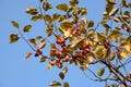 Branches of wild apple-tree