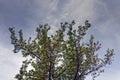 Branches of a wild apple tree with white flowers on a background of a cloudy spring sky