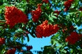 The branches of wild ash are generously decorated by the red clusters of berries.