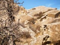 Branches of wild mountain bush