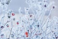 Branches of wild rose hips with red berries covered with hoarfrost in the winter garden. Shallow depth of field Royalty Free Stock Photo