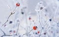 Branches of wild rose hips with red berries covered with hoarfrost in the winter garden. Shallow depth of field Royalty Free Stock Photo