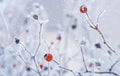 Branches of wild rose hips with red berries covered with hoarfrost in the winter garden. Shallow depth of field Royalty Free Stock Photo