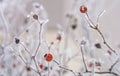 Branches of wild rose hips with red berries covered with hoarfrost in the winter garden. Shallow depth of field Royalty Free Stock Photo