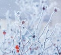 Branches of wild rose hips with red berries covered with hoarfrost in the winter garden. Shallow depth of field Royalty Free Stock Photo