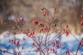 Branches of wild rose hips with red berries covered with hoarfrost in the winter garden. Shallow depth of field Royalty Free Stock Photo