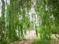 The branches of the willow tree go down to the ground. Green foliage on the tree. City park Royalty Free Stock Photo