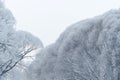 Frozen trees against a cloudy sky in frosty weather Royalty Free Stock Photo