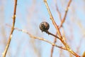 Branches in winter with dried fruit hanging on a leafless tree. Single Pomegranate hanging on a branch or twig against a Royalty Free Stock Photo