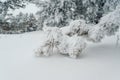 Branches of winter fir trees in the snow