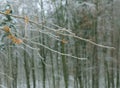 Branches in winter Royalty Free Stock Photo