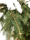 Evergreen tree with ice and snow on its branches.