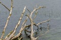 The branches of a withered tree that has fallen into Lake Dusia soak in the water