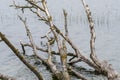The branches of a withered tree that has fallen into Lake Dusia soak in the water